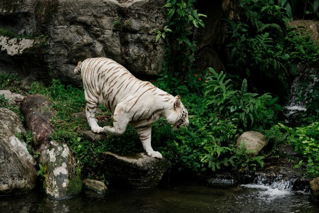 Photo white tiger standing on rock in forest