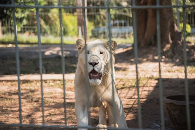 White Tiger at the zoo