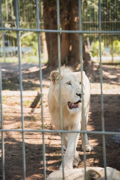 White Tiger at the zoo