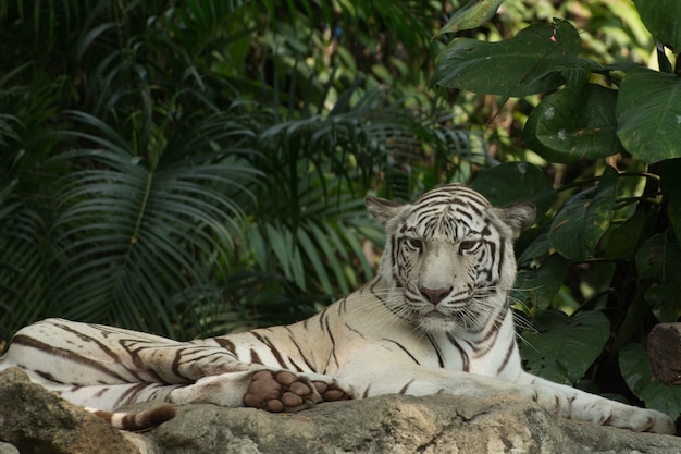 White tiger