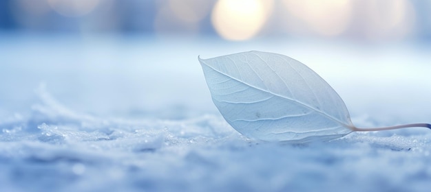 White transparent skeleton leaf on snow outdoors in winter Beautiful texture