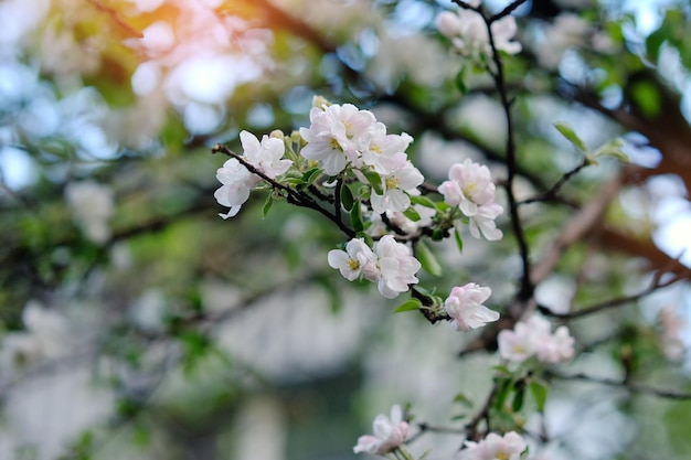 White tree flowers in spring