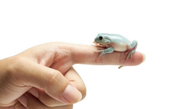 The white tree frog on the human finger.