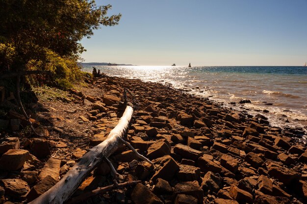 A white tree trunk thrown onto a rock seaside beach Debeli Rti Slovenia