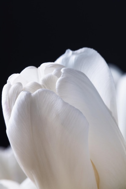 White tulip over black background Spring tulip flower head closeup Flower postcard