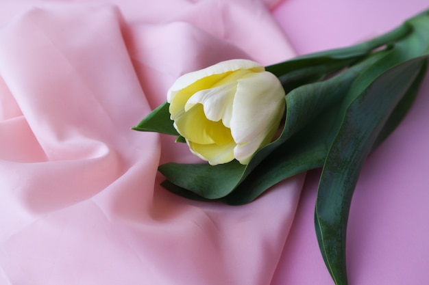 white tulip on a delicate pink background