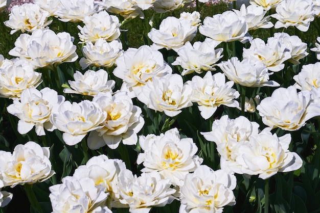 White tulip flowers blooming in a tulip field at sunset.