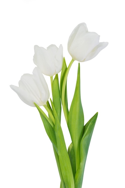 White tulip flowers isolated