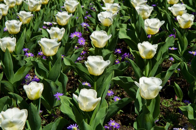 White tulip in villa taranto