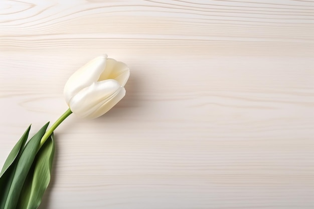 white tulip on a vintage wooden table copy space aesthetic top view