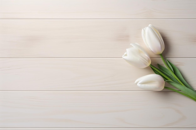 white tulip on a vintage wooden table copy space aesthetic top view