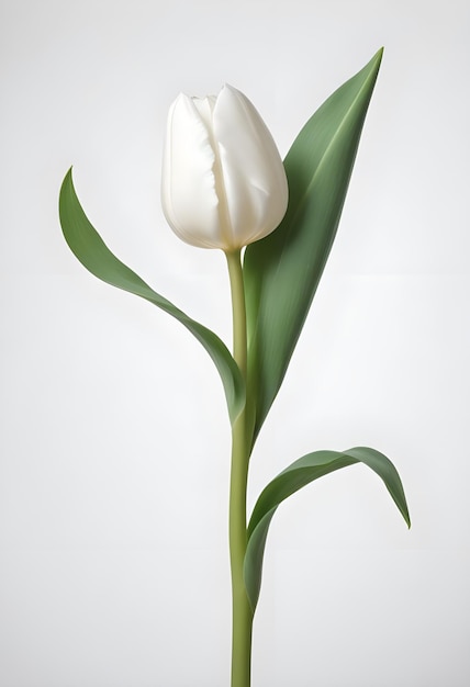 a white tulip with a white flower in the middle