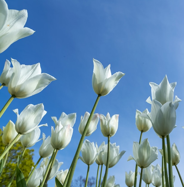 White tulips against the blue sky