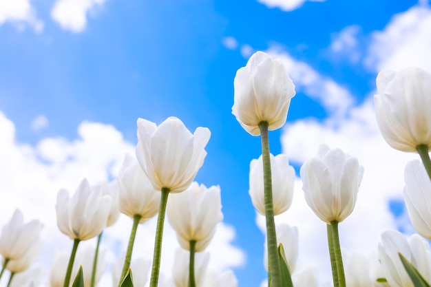 White tulips are growing rapidly against the blue sky the rays of the sun illuminate them