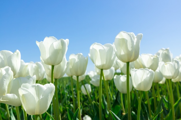 White Tulips on Background Blue Sky. Fresh Spring Composition