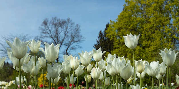 White tulips in bloom against the sky close up