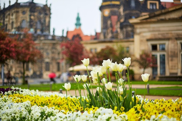 White tulips in the center of a flower bed in the town square