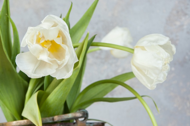 White tulips in old copper vase