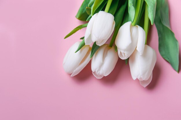 white tulips on pink background and copy space