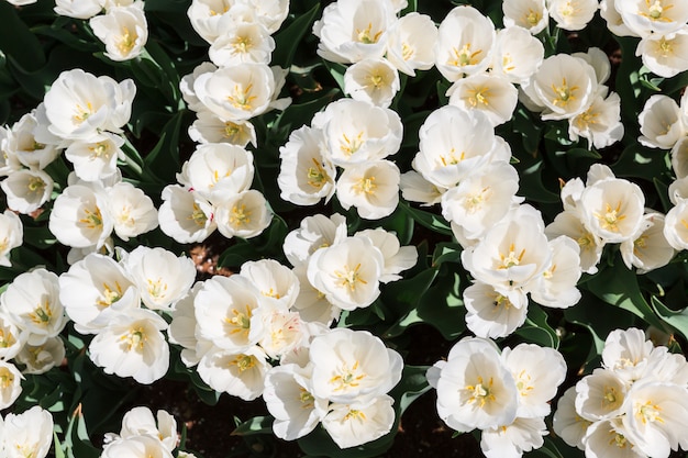 White tulips. 