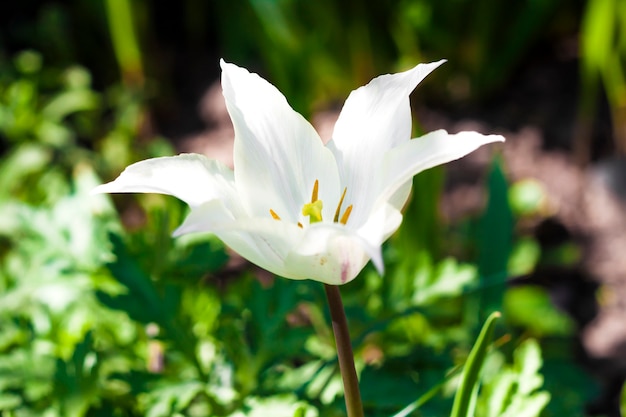 White varietal tulip closeup on green foliage surface