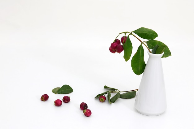 A white vase with green leaves and a plant in it.