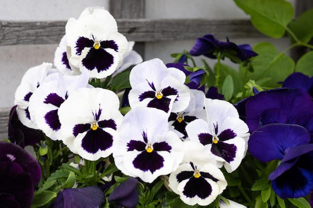 White viola tricolor floral background spring pansies flowers