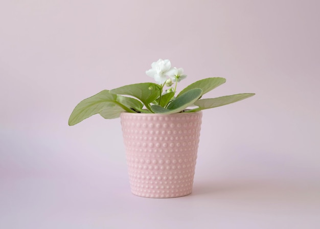 White violet flower in a pink pot on a pink background side view