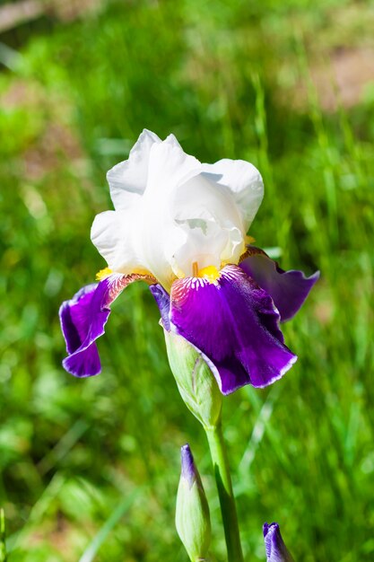 White and violet iris cultivar flower closeup on green meadow