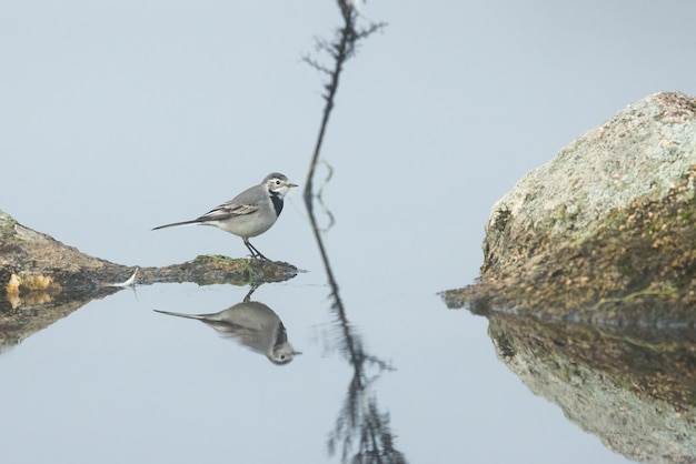 White Wagtail in its natural environment.