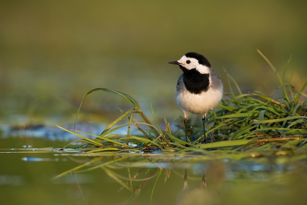 White wagtail looking on grass next to wetland in summer