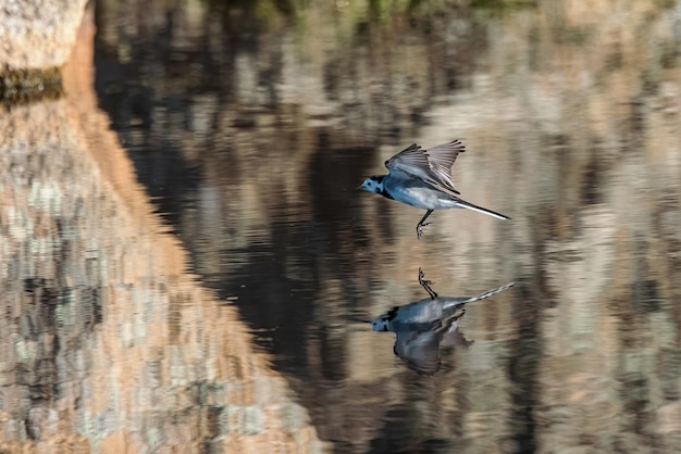 White Wagtail (Montacilla alba) in its natural environment.