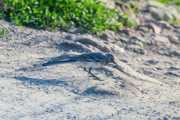 White Wagtail (Motacilla alba) Cute Little Bird