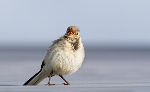 White wagtail Motacilla alba A young bird calling to her parents