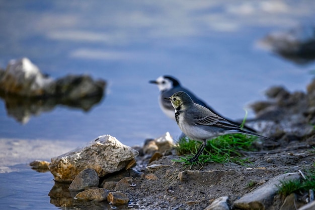 White wagtail perched on a rock next to a water spring