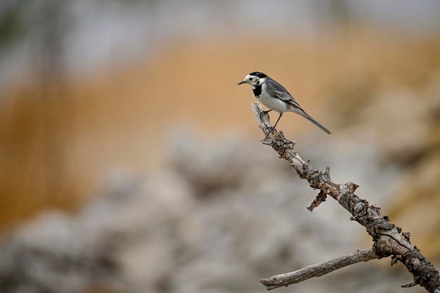 White Wagtail perched on a twig with an out of focus background