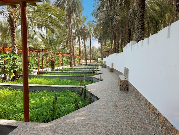 A white wall with palm trees and a palm tree in the background