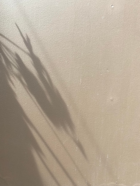 A white wall with a plant shadow and the word " on it "