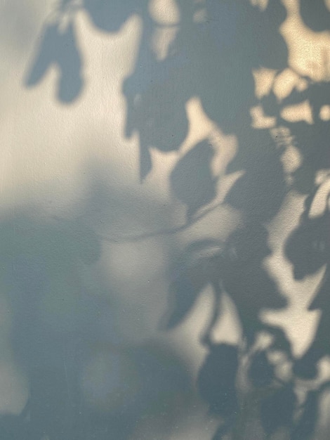 A white wall with a shadow of leaves on it