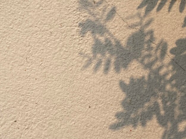 A white wall with a shadow of leaves on it.