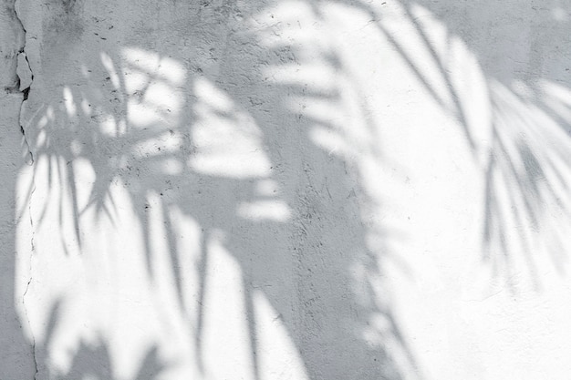 White wall with shadows from tropical plants with a copy space