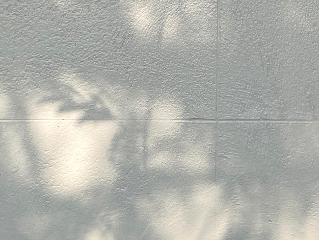 A white wall with shadows of leaves on it