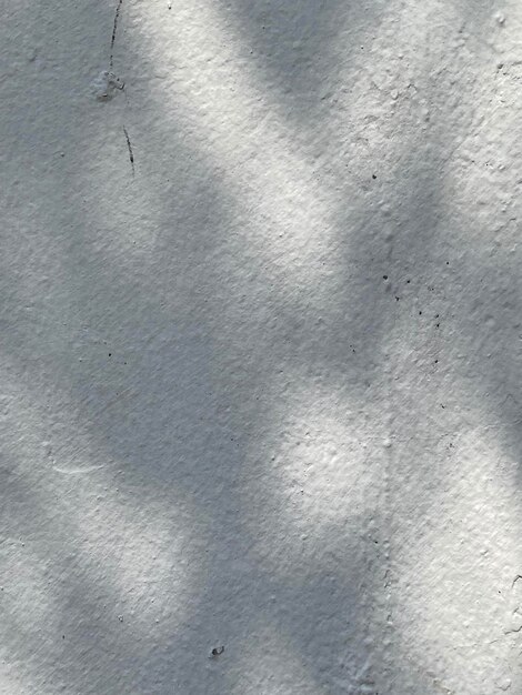 A white wall with the sun shining on it and the shadow of leaves on it.