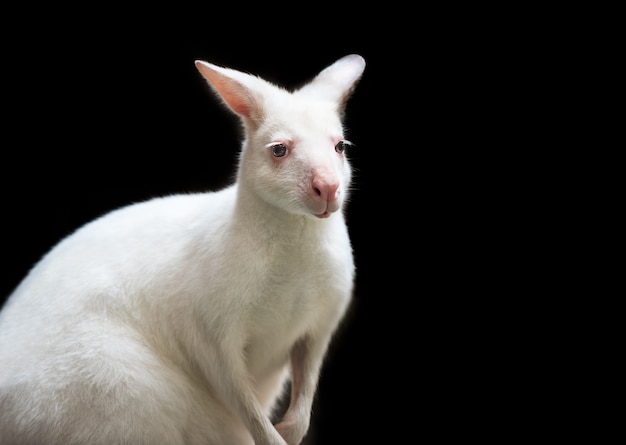 White wallaby on black