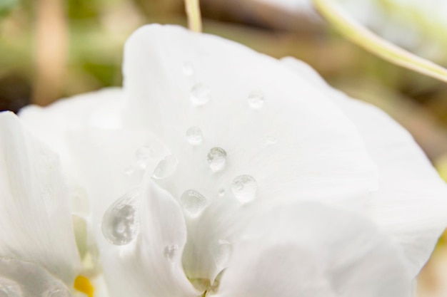 White water drop on bright petal