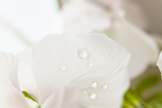 White water drop on bright petal