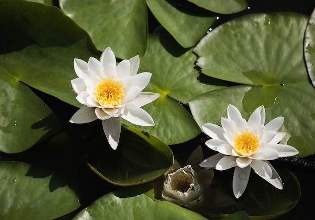 White water lily