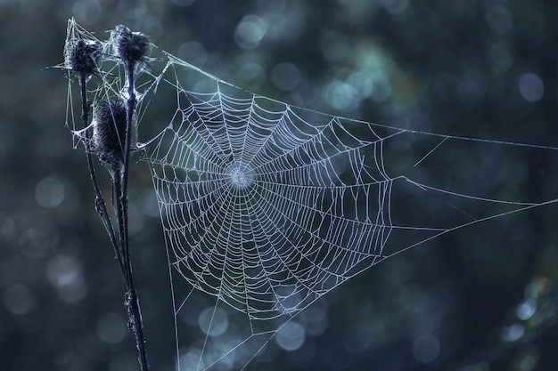 White web on dark background at night with moonlight