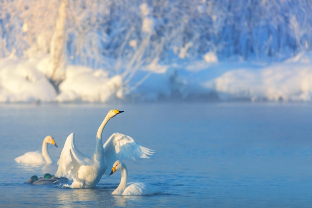 White whooper swans swimming in the nonfreezing winter lake. Altai, Russia.