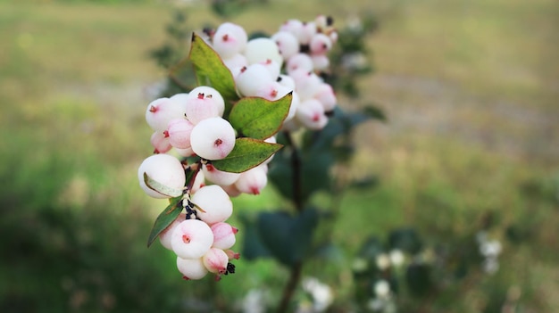 White wild berries closeup